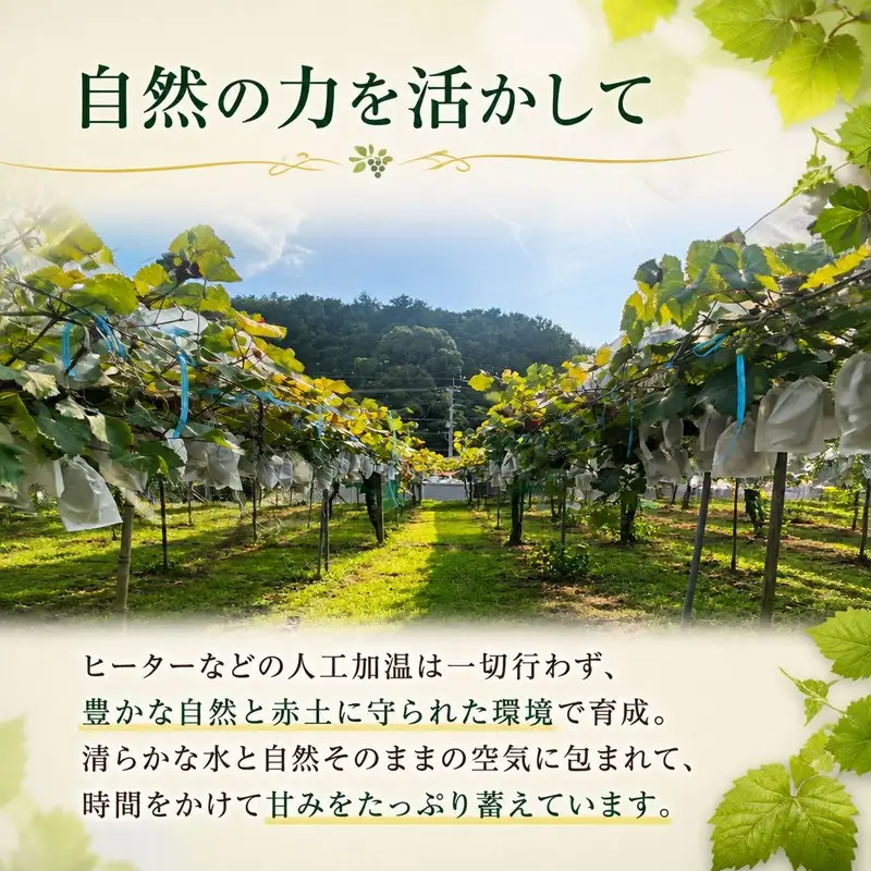 【2027年8月下旬から発送】ニューベリーＡ 2㎏  ぶどう｜ぶどう RYE