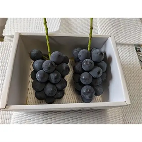 【先行受付】岡山県産朝採りニューピオーネ　2房入(約1kg)【配送不可地域：離島】【1704346】