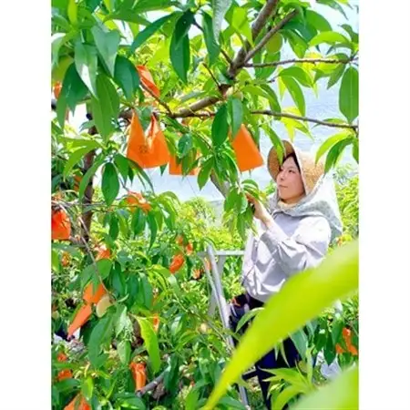 【2027年発送】岡山県産  極甘・樹熟し白桃 5-8玉(約2kg) 化粧箱入り【配送不可地域：離島】【1707557】