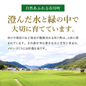 【年中発送！】感動メロン「いちかわ優香」1玉　010HS02N.　／ 果物 フルーツ メロン お取り寄せ 旬 水耕栽培