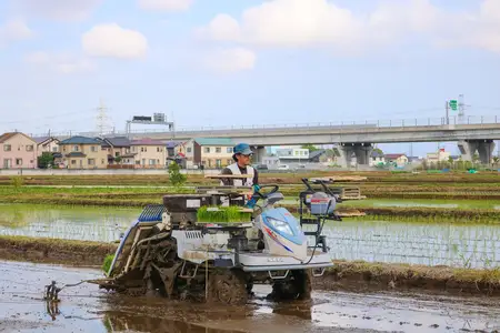 新米 [定期便／3ヶ月連続][令和8年産／10月中旬より順次発送] 伊勢原産 精米 5kg はるみ 農家直送！亀井さんちのうんめぇ！自家製米 [1137]