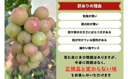 ぶどう 悟紅玉 ゴルビー 訳あり 岡山県産 ぶどう【2房 計800g以上】
