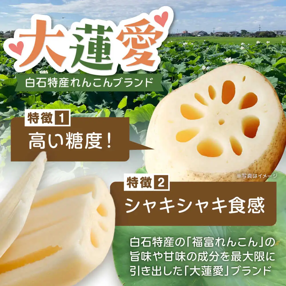 泥付きれんこん 大蓮愛 3kg 池上ファーム れんこん 先行予約 2026年11月～発送  [IDN001]