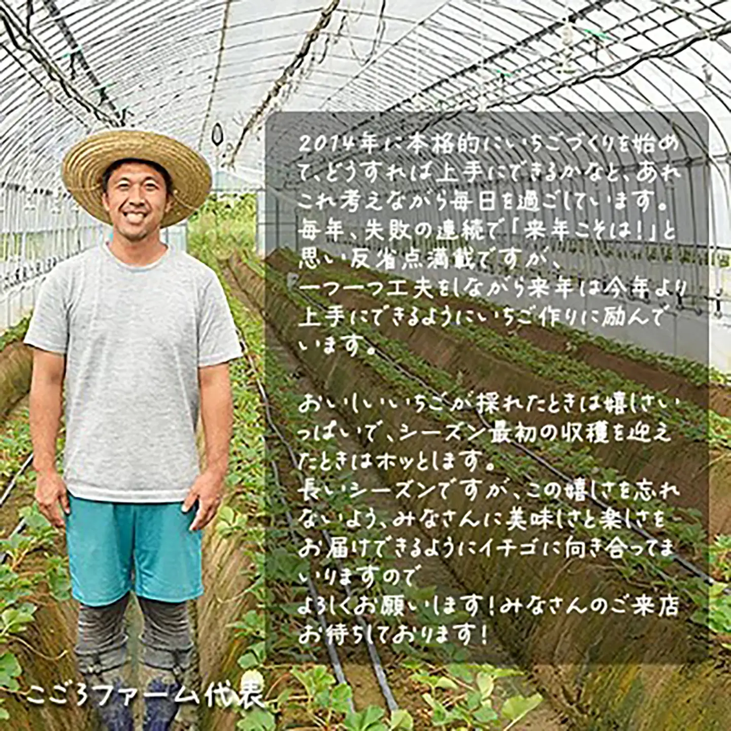 いちご 茨城県産とちおとめ 約540g いちご