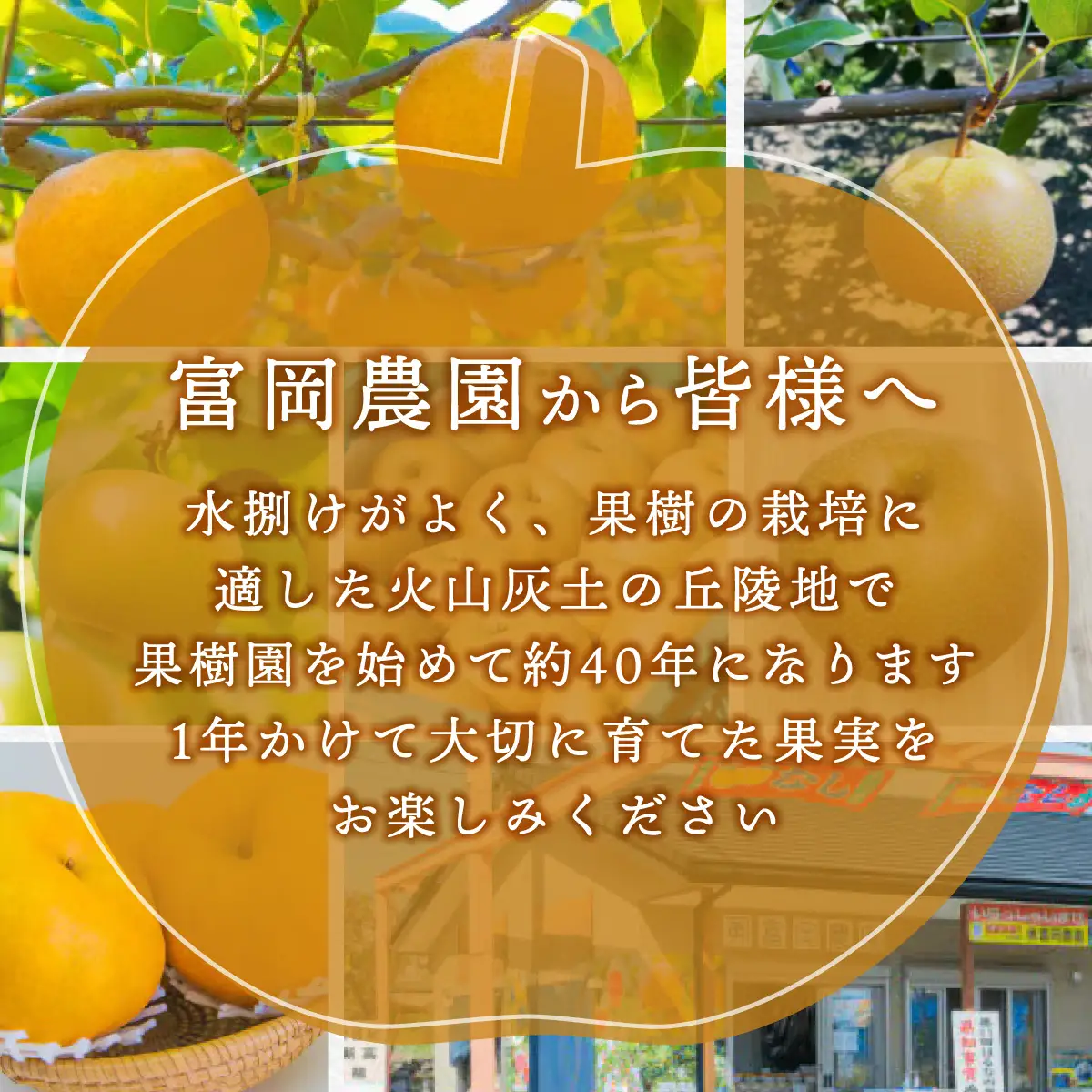 【先行予約】群馬県産梨「豊水」約3kg(8～10個)【9月上旬～9月中旬発送予定】ANAH005