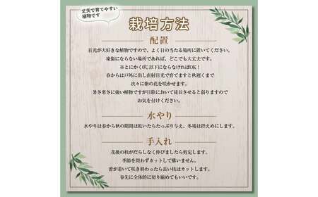 姫紅小松 25年生前後 【白峯園】 塊根植物 F21J-115