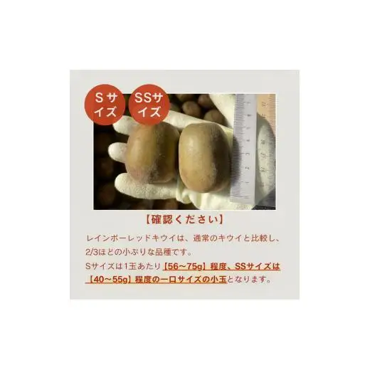 【ぽぽ農園】【訳あり・ご自宅用】レインボーレッドキウイ（四国中央市産レインボーレッド） S サイズ 約1kg（13個～17個）