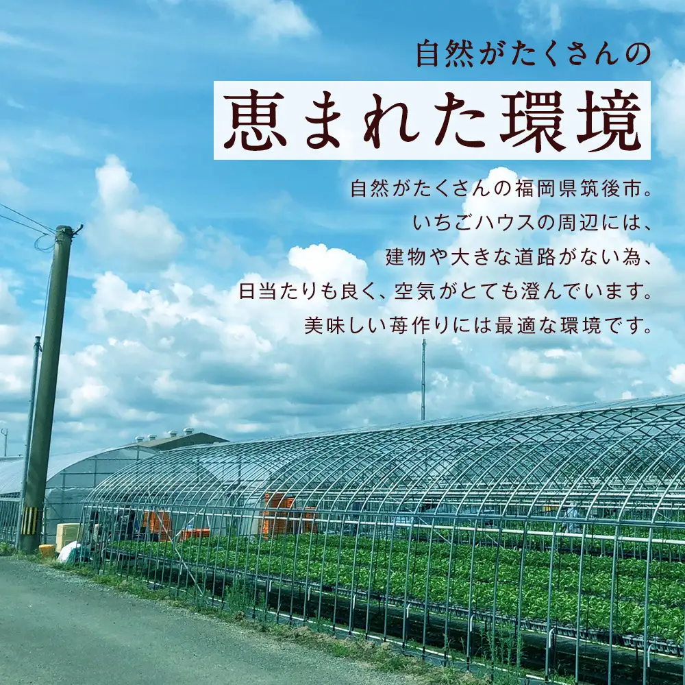 特別栽培の濃厚完熟あまおう 約500g 約250g×2パック【2026年12月上旬～4月下旬まで発送予定】 苺 いちご あまおう 果物 フルーツ 福岡県