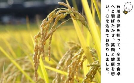 【先行予約】こしひかり 令和8年産 小松市産 ゆめみづほ 精米 5kg 米 小松市産こしひかり 石川県【JA小松市】