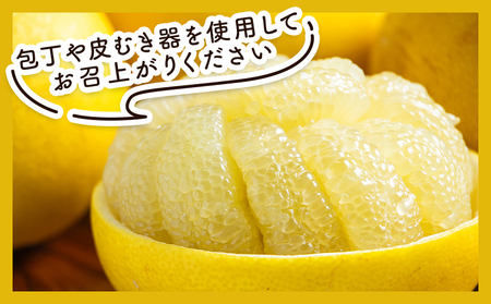 土佐文旦 5kg 家庭用 文旦 nm-0008
