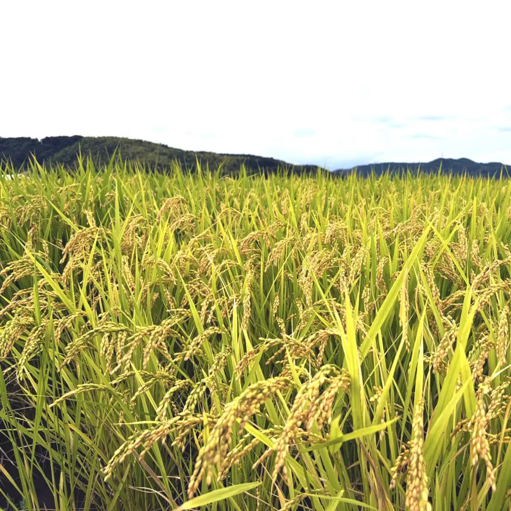 ＜令和7年産＞大上農園のきぬむすめ(精米・10kg) 【鳥取県 境港市】