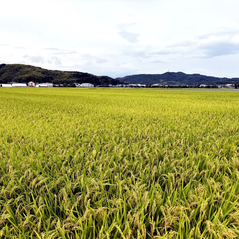 ＜令和7年産＞大上農園のきぬむすめ(無洗米・5kg) 【鳥取県 境港市】
