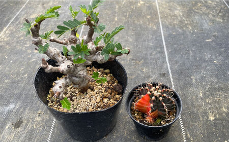 センナ メリディオナリス ＆amp; ギムノカリキウム ミハノビッチ 各1株 Senna meridionalis ＆amp; Gymnocalycium mihanovichii 長与町/アグリューム[EAI239]
