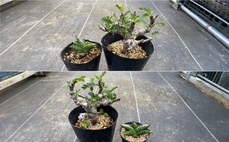 センナ メリディオナリス ＆サンセベリア ボンセレンシスドワーフ 各1株 Senna meridionalis ＆sansevieria boncellensis dwarf&nbsp;長与町/アグリューム[EAI240]