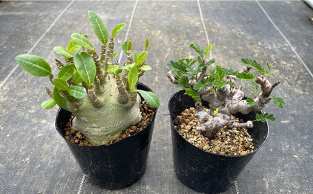 センナ メリディオナリス ＆ アデニウム アラビカム 各1株 Senna meridionalis ＆ Adenium arabicum長与町/アグリューム[EAI246]