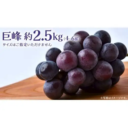 巨峰 2.5kg (4～6房)【2026年8月下旬発送開始】(茨城県共通返礼品：大子町)
