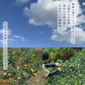 【2027年3月頃から順次発送】 せとか 訳あり 5kg ｜ セトカ みかん 蜜柑 柑橘 高級 わけあり 訳あり 甘い みかん 柑橘 愛媛 糖度 せとか 愛媛三大柑橘（ 紅まどんな せとか 甘平 ） 愛媛 松山 中島みかん農園【NM032】