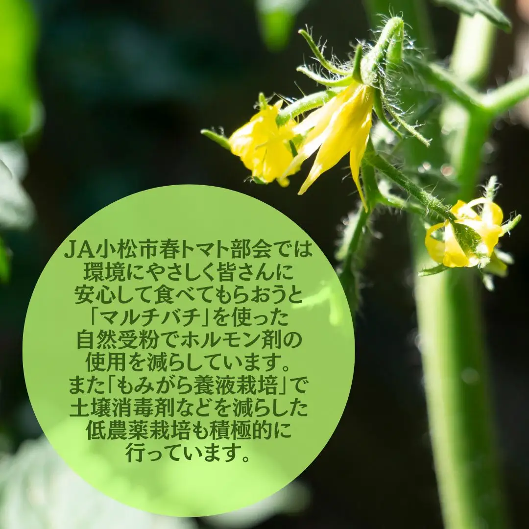 春トマト  40玉～48玉（約8kg）小松産 野菜 春とまと | 石川県 小松市【JAあぐり】