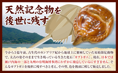 かぶとがにまんじゅう 特大 1個　まんじゅう