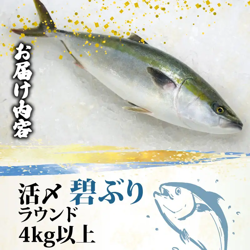 鰤 ぶり ブリ 碧ぶり 活締め ラウンド 4kg 南予ビージョイ 冷蔵 活〆 丸々 1尾 buri 碧鰤 ブランド 養殖ぶり 養殖鰤 鰤しゃぶ ぶりしゃぶ お刺身 さしみ 刺身 刺し身 たたき 漬け丼 漬丼 海鮮丼 寿司 ネタ お寿司 鍋 国産 愛媛 宇和島 D038-150025