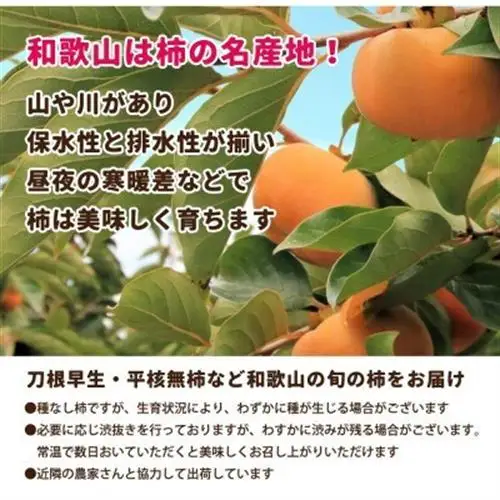 【訳あり・家庭用】 たねなし柿 約2.5kg【刀根早生・平核無柿(ひらたねなしかき)】【1667389】