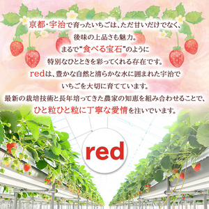 ＜先行予約！2026年12月中旬以降順次発送＞京都府宇治市産いちご(中粒・各計約500g・約250g×2パック・ギフト箱入り) 苺 イチゴ 果物 くだもの フルーツ 【uj-FL002-A】【red】
