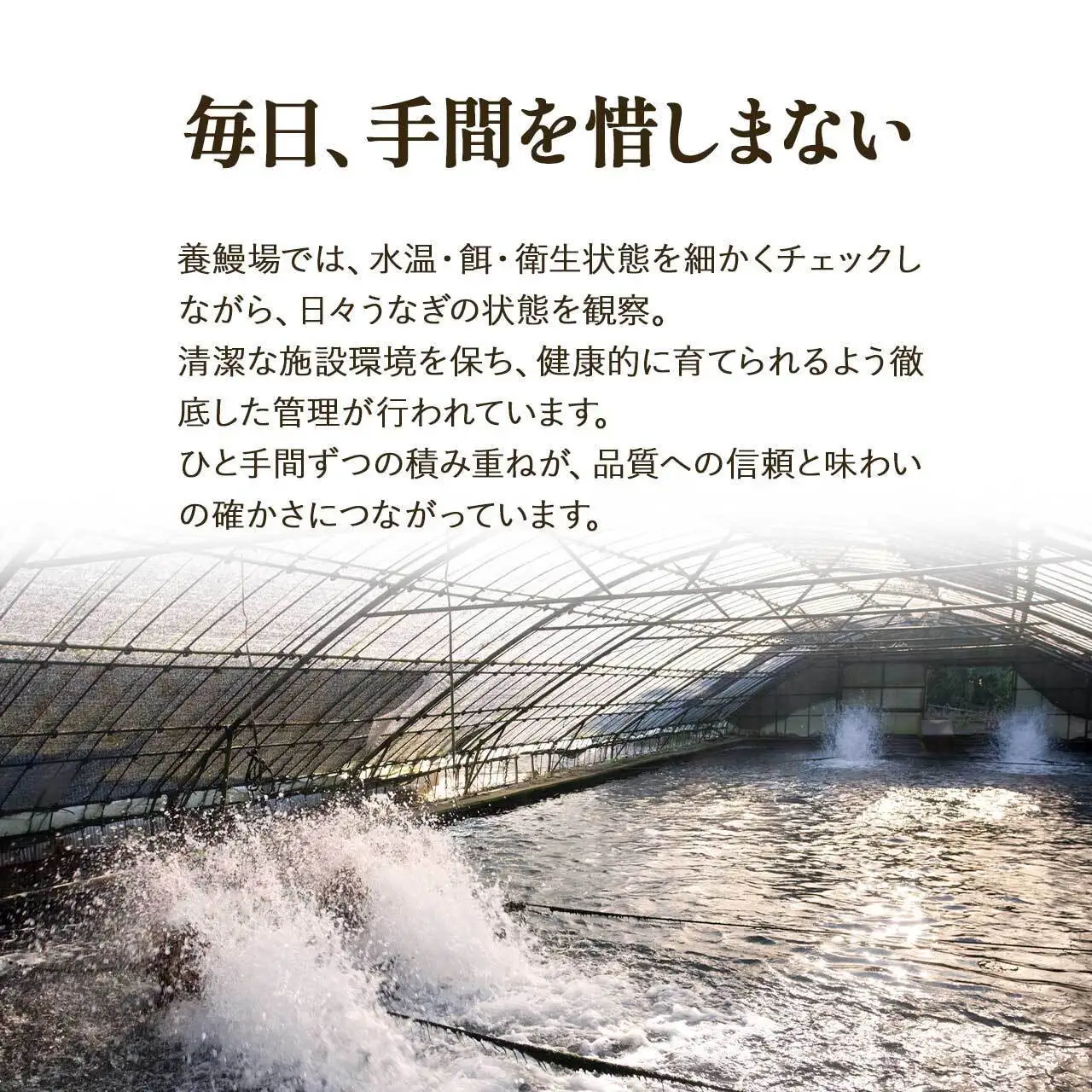 ふるさと納税限定　鹿児島県 大崎町産 国産 うなぎ 長蒲焼 2尾 計320g以上 | 鰻 うなぎ うな重 ひつまぶし ウナギ 人気 おすすめ 大隅半島 DU001