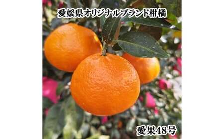 【希望の島】 愛果48号 特選品 中玉 2kg 愛媛県 松山市 中島産（1022） 【2027年3月下旬-5月下旬迄発送予定】 みかん 特選品 果物 フルーツ デザート オリジナルブランド 国産 常温 愛媛県