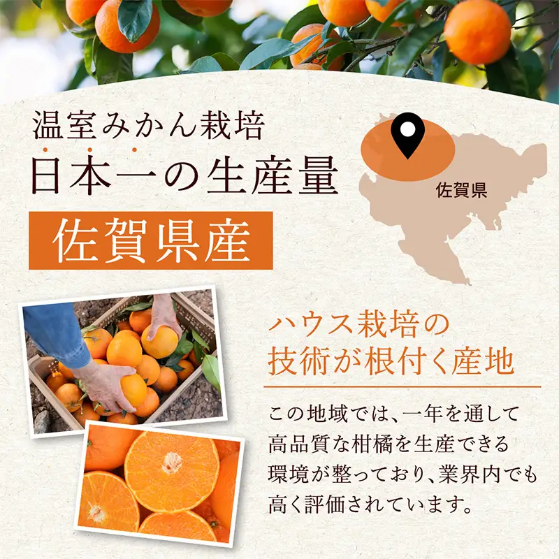 『先行予約』【令和9年2月上旬より順次発送】【特選甘熟みかん】はまさき 5kg