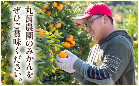 【2026年出荷分】グリーンみかん(2S～Mサイズ) 5kg 家庭用 丸萬農園 グリーンみかん mn-0016