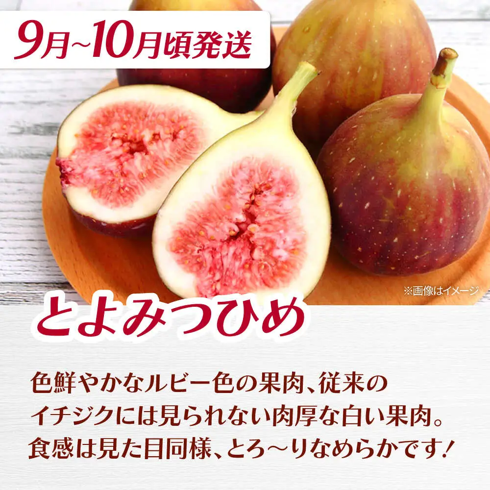 【全3回定期便】九州・福岡もぎたて フルーツ定期便 C　桂川町/一般社団法人地域商社ふるさぽ[ADCF019]
