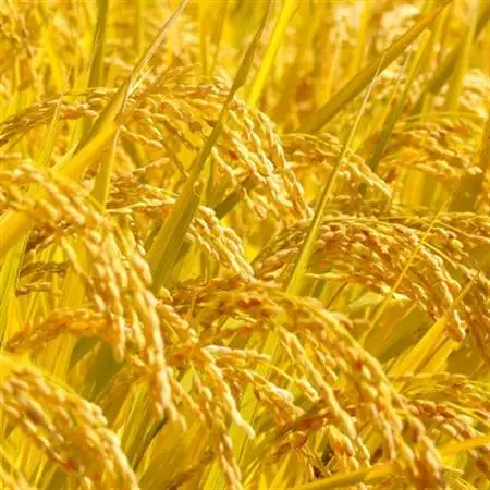 国際大会受賞歴有!【令和8年産】こぴっと米【農林48号】白米・2kg　特別栽培米【配送不可地域：離島】【1652045】