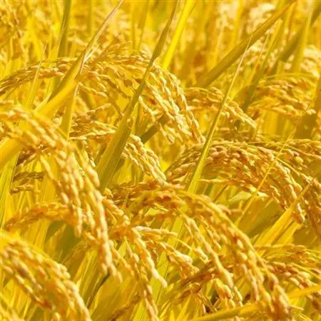 国際大会受賞歴有!【令和8年産】こぴっと米【農林48号】白米・4kg　特別栽培米【配送不可地域：離島】【1652046】