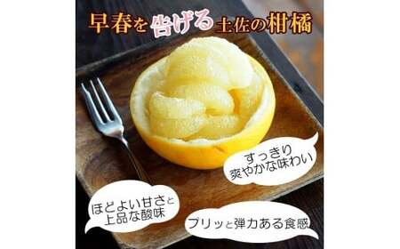 【先行予約】【訳あり】土佐文旦 大玉 訳あり 約10kg（3Lから2Lいずれかのサイズ）〈2027年2月中旬から3月下旬頃発送〉高知県土佐市 【株式会社SHIRAKI】 [BQAI058]