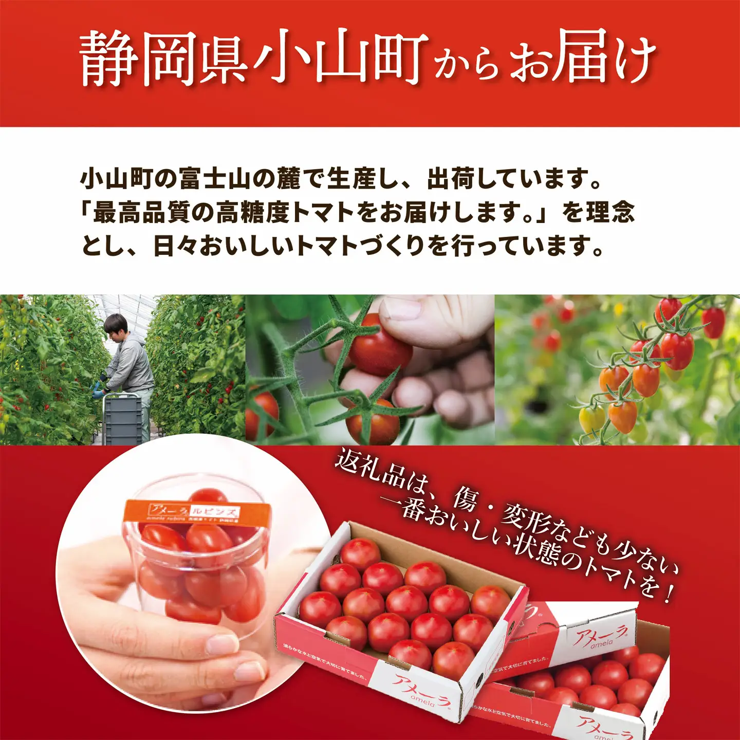 ミニトマト アメーラルビンズ 約60g×10P トマト