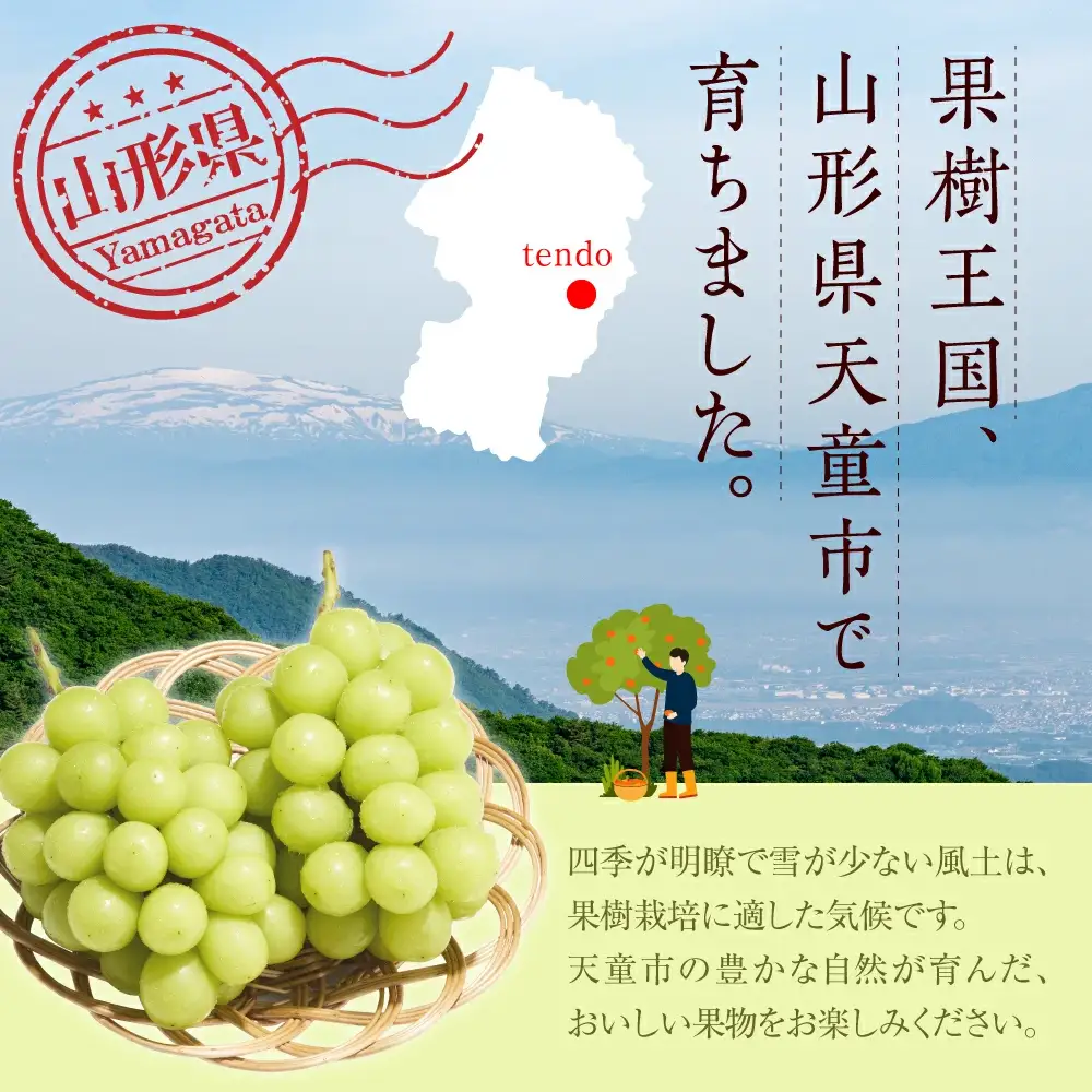 ぶどう 冬 に味わう シャインマスカット 約1.4kg ブドウ