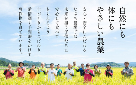 《定期便12回》 玄米 コシヒカリ 特A 丹波篠山産 5kg  特別栽培米 減農薬 令和7年産 コシヒカリ