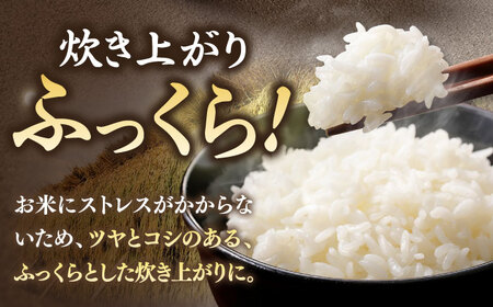 壱岐産米 つや姫 5kg [JDW060] つやひめ 米