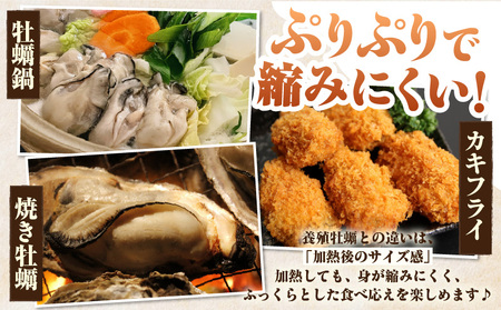 佐久島産天然真牡蠣　参州オイスター　3㎏≪配達不可エリア：北海道・沖縄・離島・東北・九州≫・E030