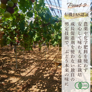ぶどう 【先行予約】 ぶどうの粒 無選別（200g）[2026年産] 