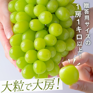 ≪先行予約受付中！≫シャインマスカット 大サイズ 1房 (1房1kg以上) フルーツ 果物 くだもの マスカット ぶどう ブドウ 葡萄 大粒 特大 【いとうブドウ園】tm539
