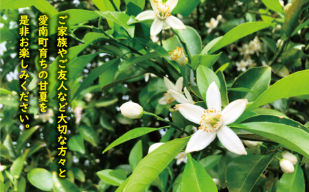 【先行予約】訳あり 完熟 甘夏 10kg 発送期間：2027年3月上旬～無くなり次第終了 八百みかん農園 愛媛県 愛南町