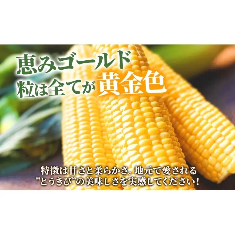 【ふるなびWEEK対象】北海道産 とうもろこし 恵味 ゴールド 2L 8本 8月中旬～9月下旬頃お届け 朝採り 恵味 めぐみトウモロコシ スイート コーン 甘い 新鮮 先行受付 夏 野菜 産地直送 塩田農園 送料無料 北海道 洞爺湖町