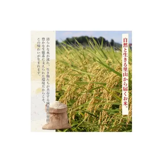 しきゆたか 5kg（茨城県共通返礼品・城里町産） / 米 こめ コメ お米 おこめ しきゆたか 白米 精米 ごはん ご飯 令和7年産 5kg 茨城県 城里町 利根町