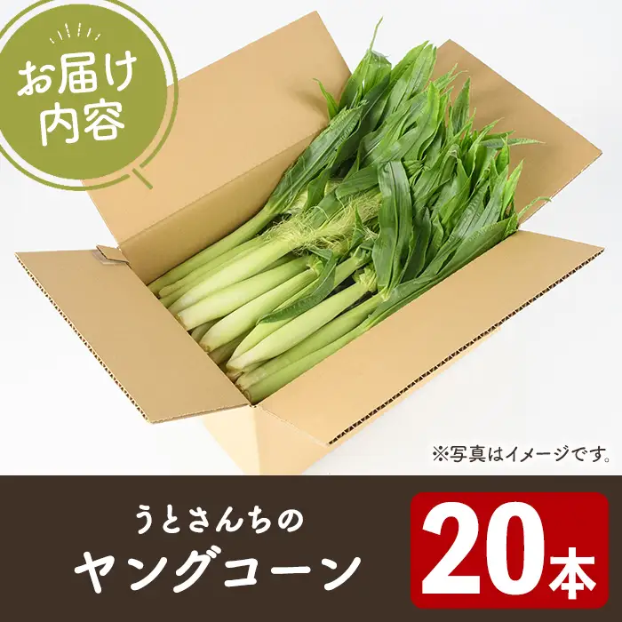 ヤングコーン (20本) 国産 野菜 ヤングコーン 鹿児島県産 阿久根市産 天ぷら フライ 中華炒め 肉巻き 【うとさんち】akn067-17