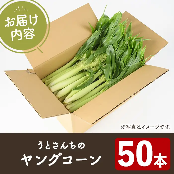 ヤングコーン (50本) 国産 野菜 ヤングコーン 鹿児島県産 阿久根市産 天ぷら フライ 中華炒め 肉巻き 【うとさんち】akn067-18