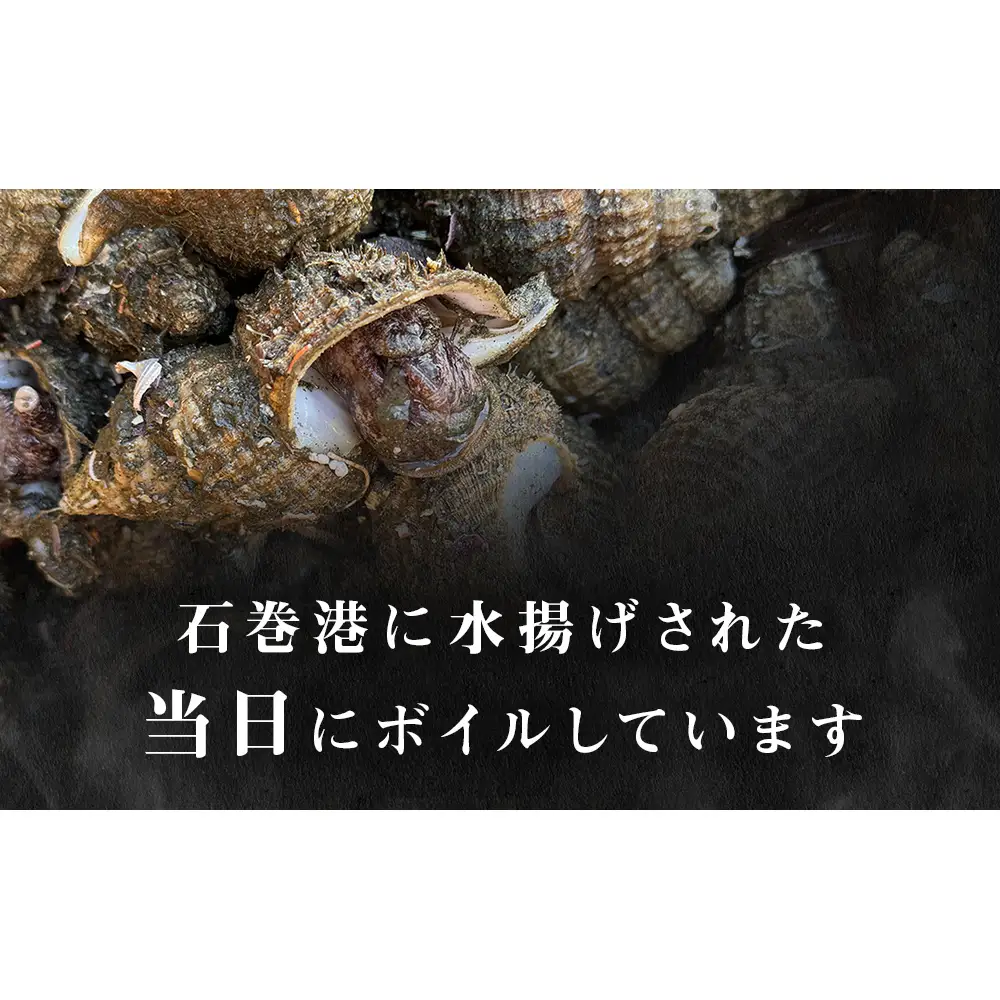 おかずつぶ ４袋セット 1袋 260g（ 固計量150g ）アヤボラ貝 宮城県産 ご飯のお供 おつまみ 冷凍
