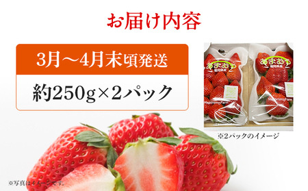 あまおう 産地直送 約250g×2パック 福岡県産 いちご 朝採れ ふくおかエコ農産物認証 苺 フルーツ イチゴ 果物 くだもの ストロベリー ichigo ケーキ スイーツ 【3月〜4月末頃発送予定】※北海道・沖縄・離島は配送不可