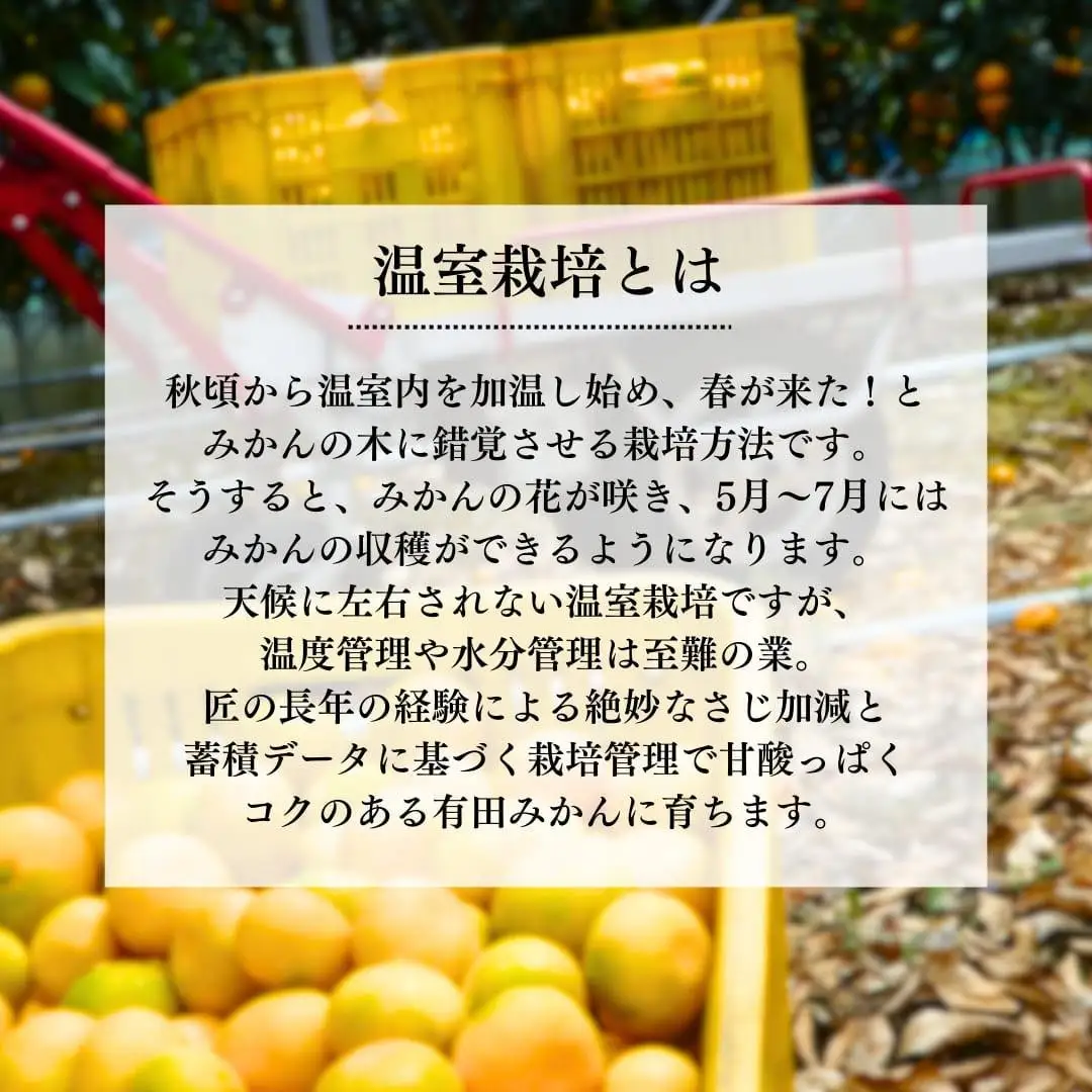 【母の日ギフト】ハウスみかん 温室栽培 夏の有田みかん 1kg 秀品 L M Sサイズのいずれか 和歌山県産 産地直送 【みかんの会】
