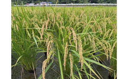 栽培期間中　農薬・化学肥料不使用で育てたお米/R7コシヒカリ/米/玄米/5キロ